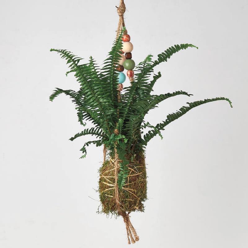 Kokedama Moss Ball Hanging Plant - Fern Jester Crown